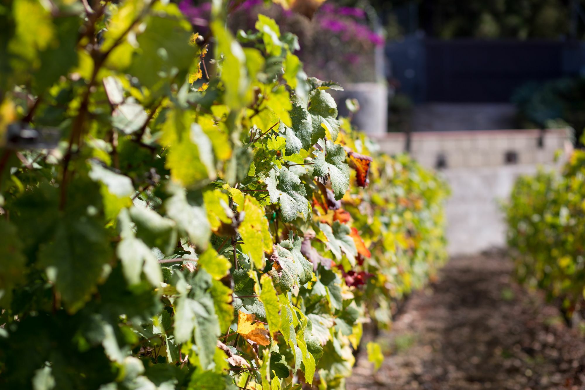 Finca Casa Yaya Icod De Los Vinos Ngoại thất bức ảnh